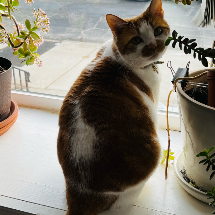 Fur-Real Cat Care