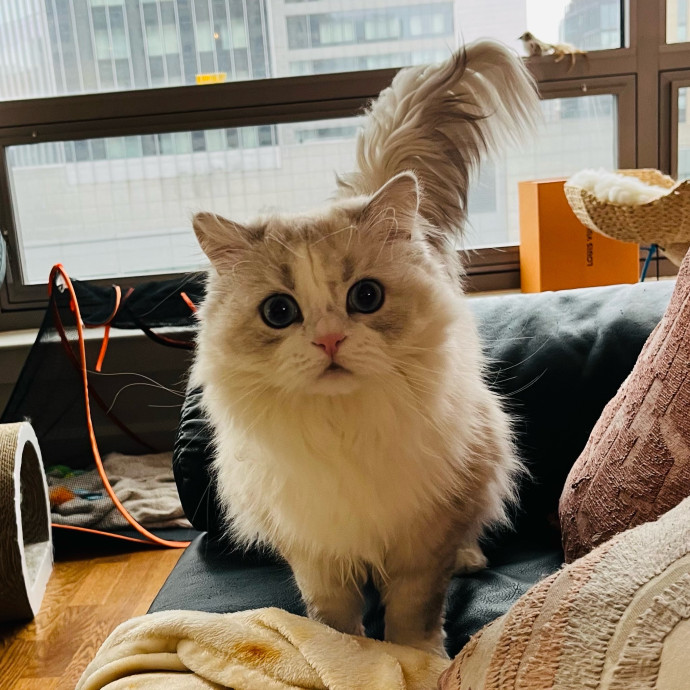 Fur-Real Cat Care