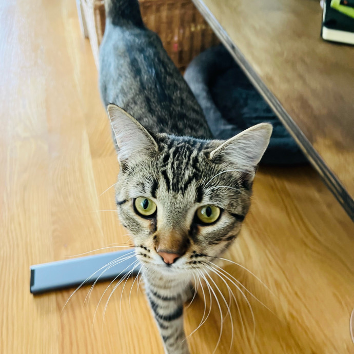 Fur-Real Cat Care