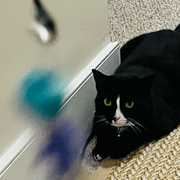 Fur-Real Cat Care