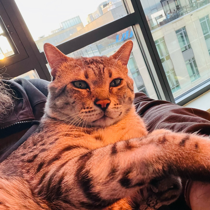 Fur-Real Cat Care