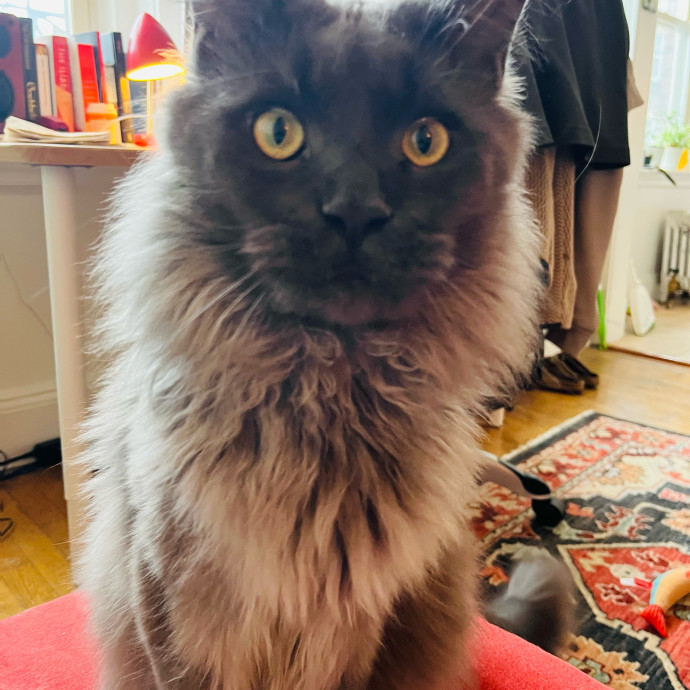 Fur-Real Cat Care