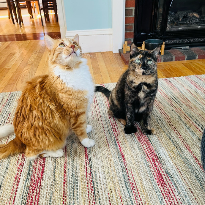 Fur-Real Cat Care