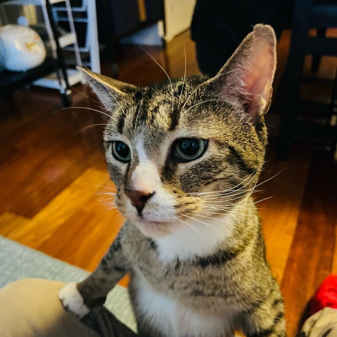 Fur-Real Cat Care