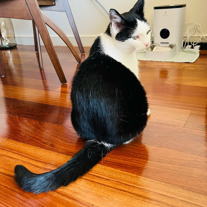 Fur-Real Cat Care