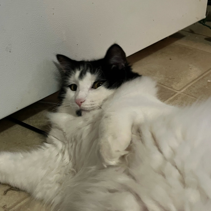 Fur-Real Cat Care