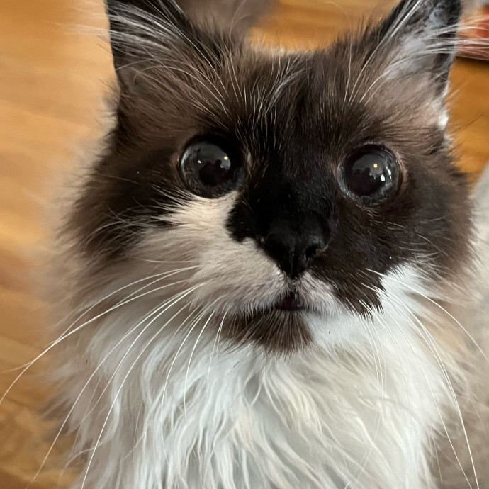 Fur-Real Cat Care