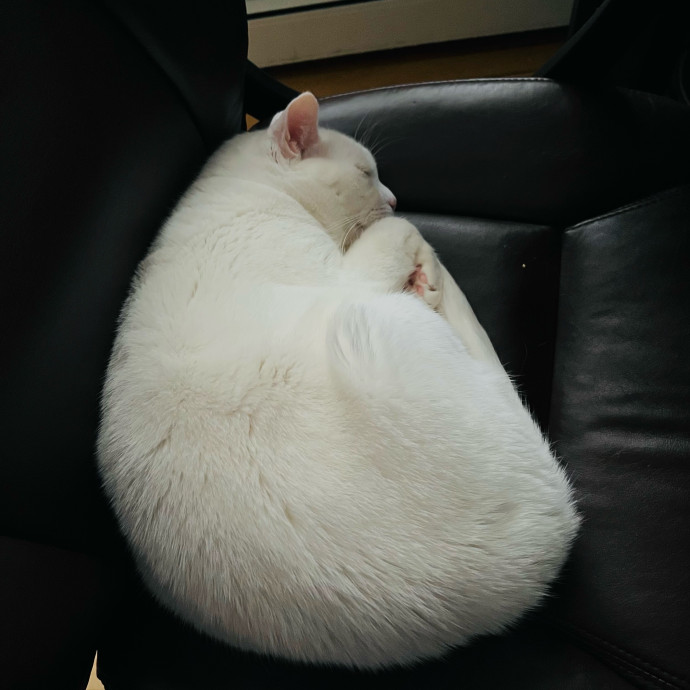 Fur-Real Cat Care