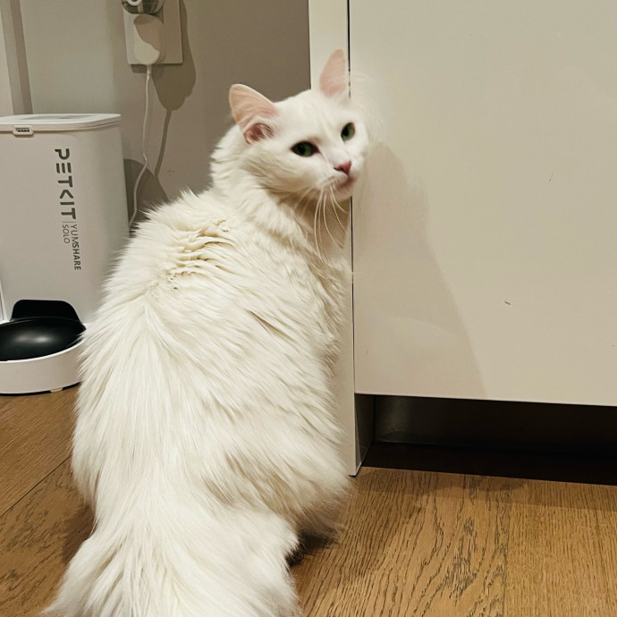 Fur-Real Cat Care
