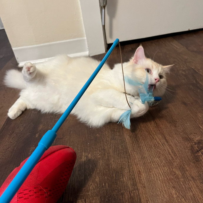 Fur-Real Cat Care