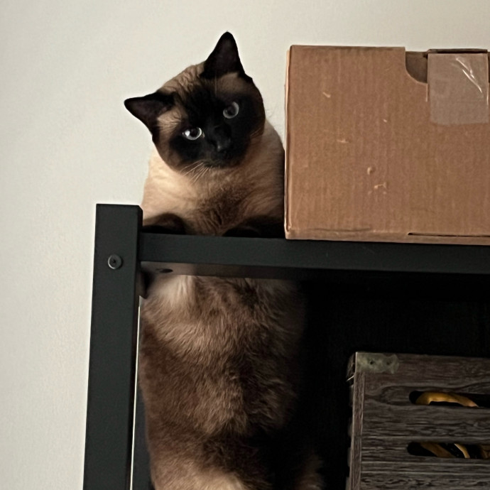 Fur-Real Cat Care