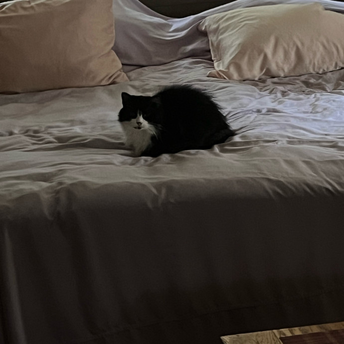 Fur-Real Cat Care