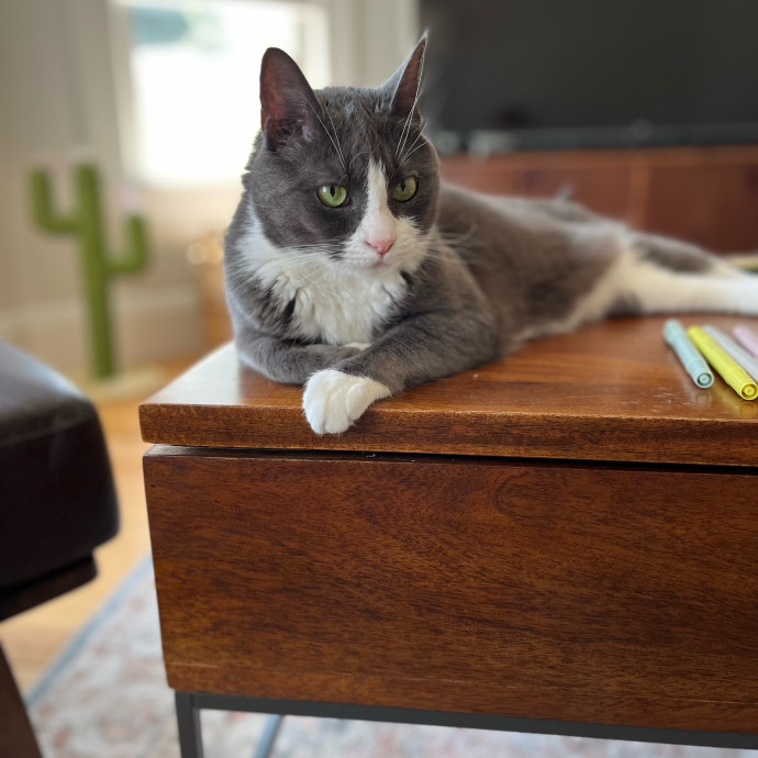 Fur-Real Cat Care