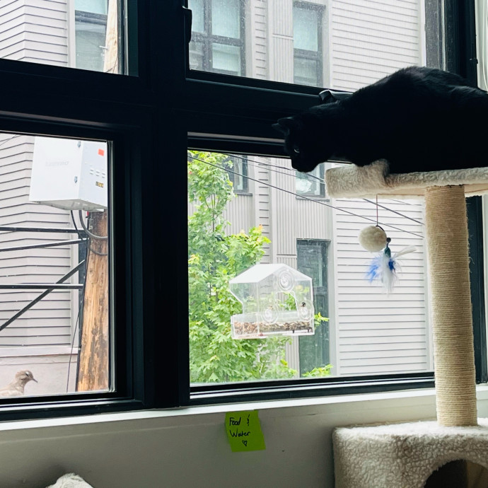 Fur-Real Cat Care