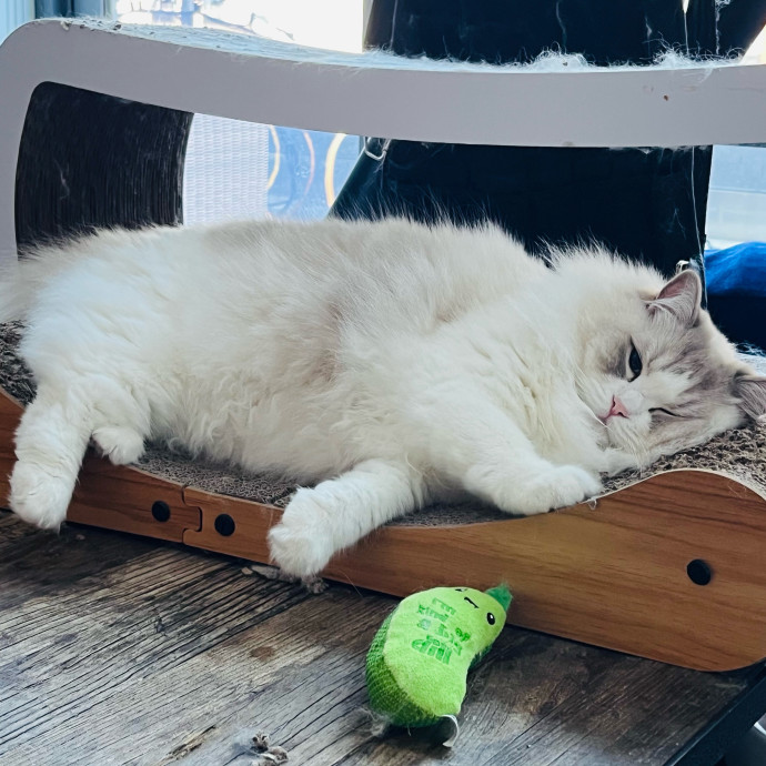 Fur-Real Cat Care