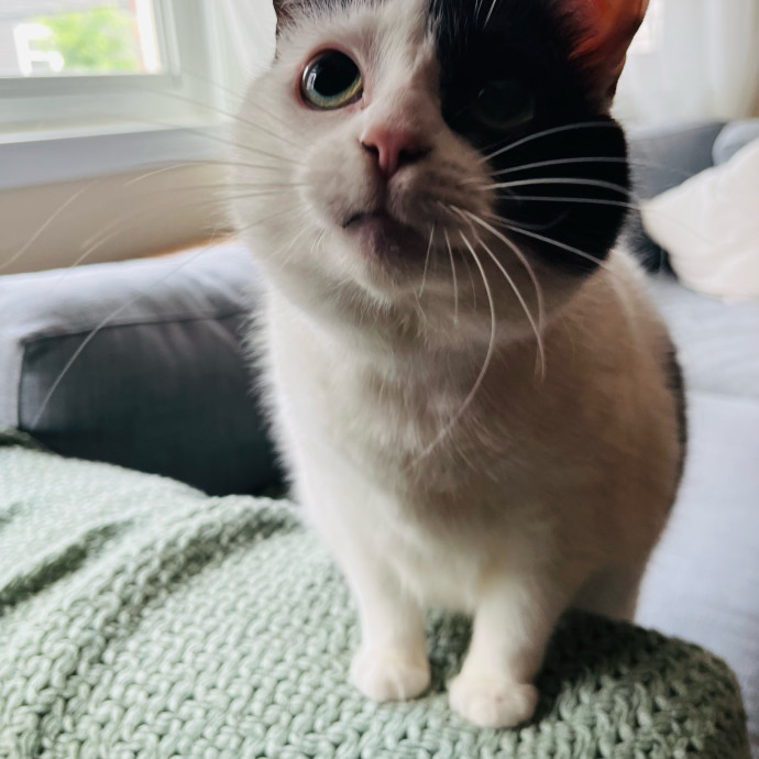 Fur-Real Cat Care