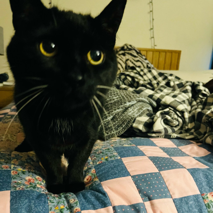 Fur-Real Cat Care