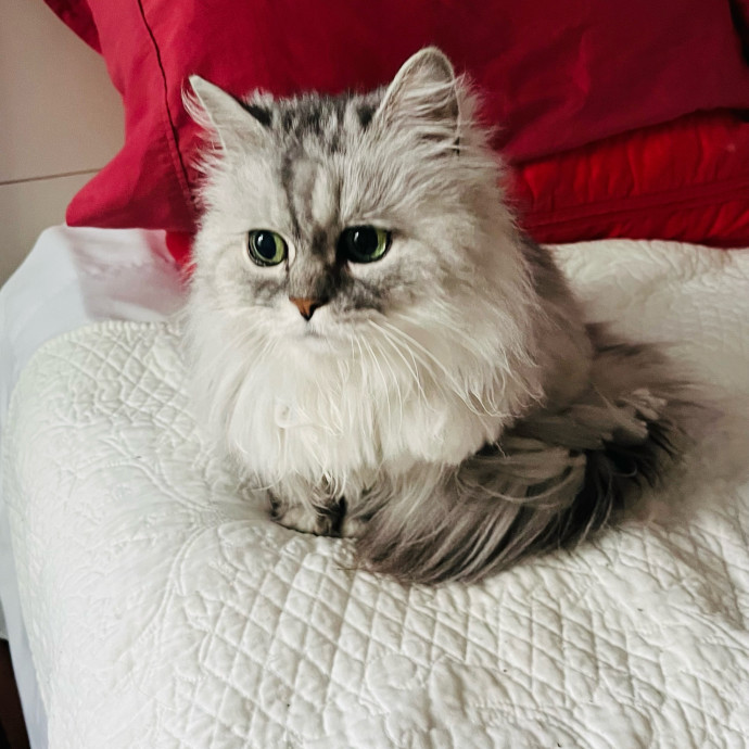 Fur-Real Cat Care
