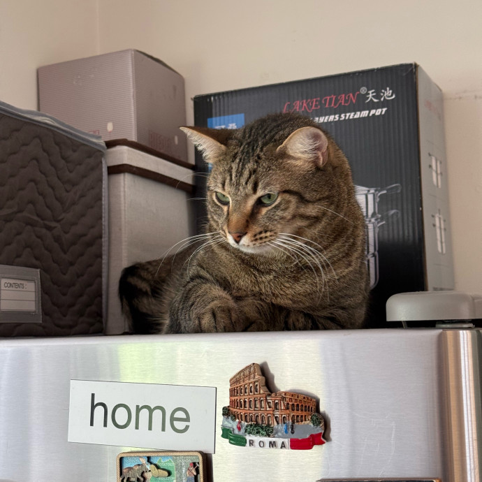 Fur-Real Cat Care