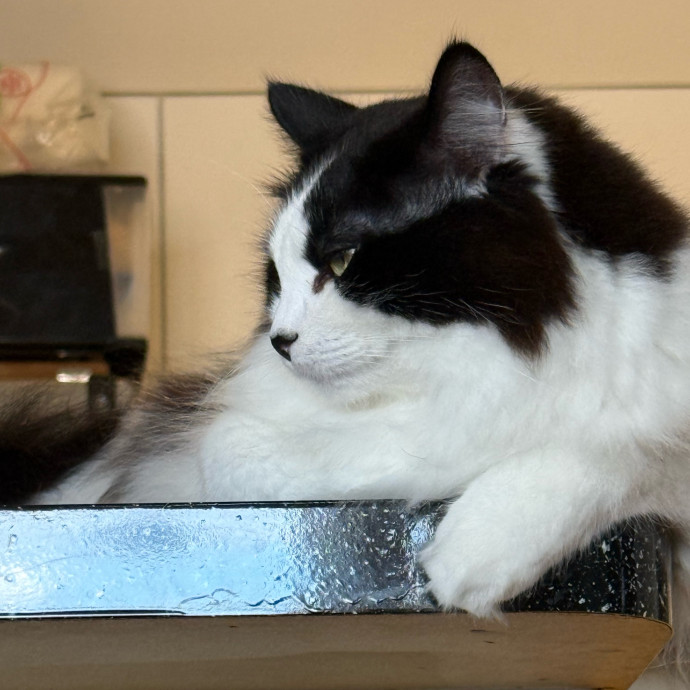 Fur-Real Cat Care