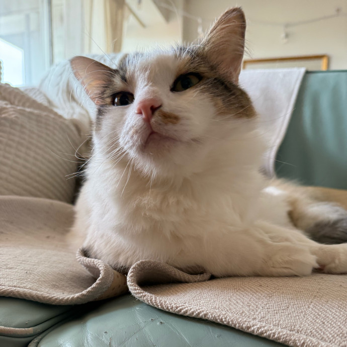 Fur-Real Cat Care