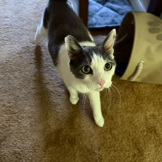 Fur-Real Cat Care