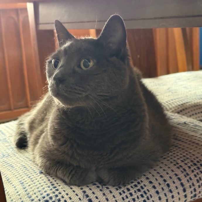 Fur-Real Cat Care