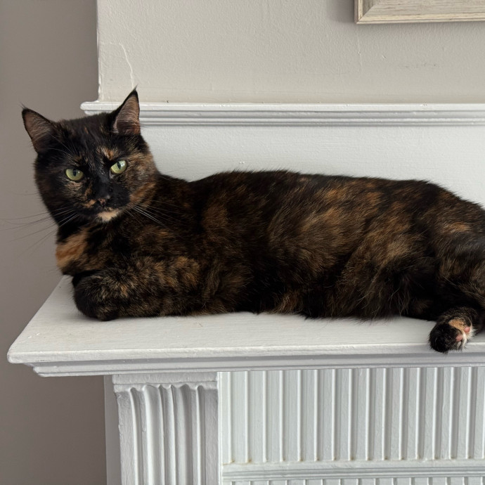 Fur-Real Cat Care