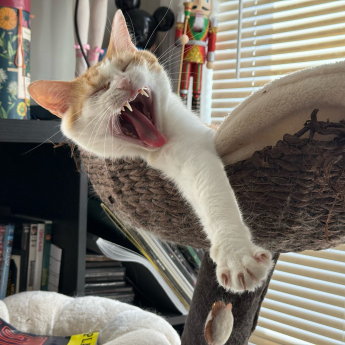 Fur-Real Cat Care