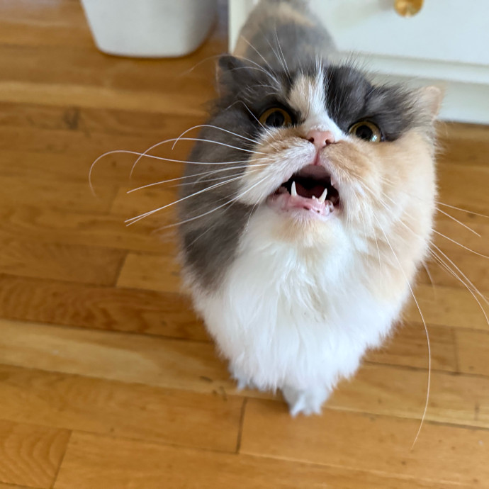 Fur-Real Cat Care