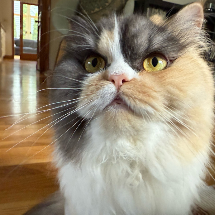 Fur-Real Cat Care