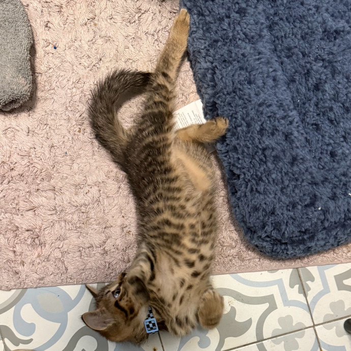 Fur-Real Cat Care