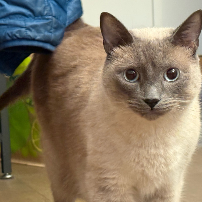 Fur-Real Cat Care