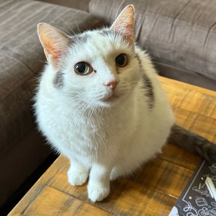 Fur-Real Cat Care