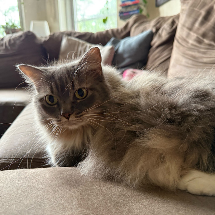 Fur-Real Cat Care