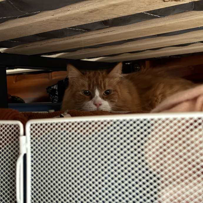 Fur-Real Cat Care