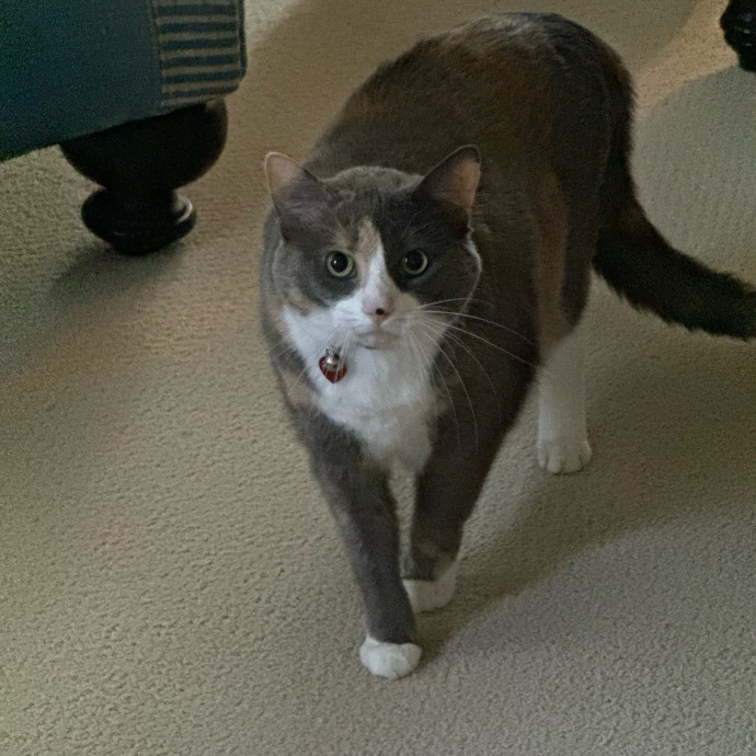 Fur-Real Cat Care