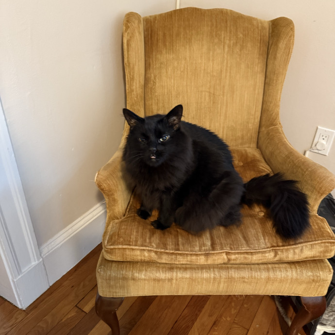 Fur-Real Cat Care
