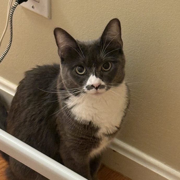 Fur-Real Cat Care