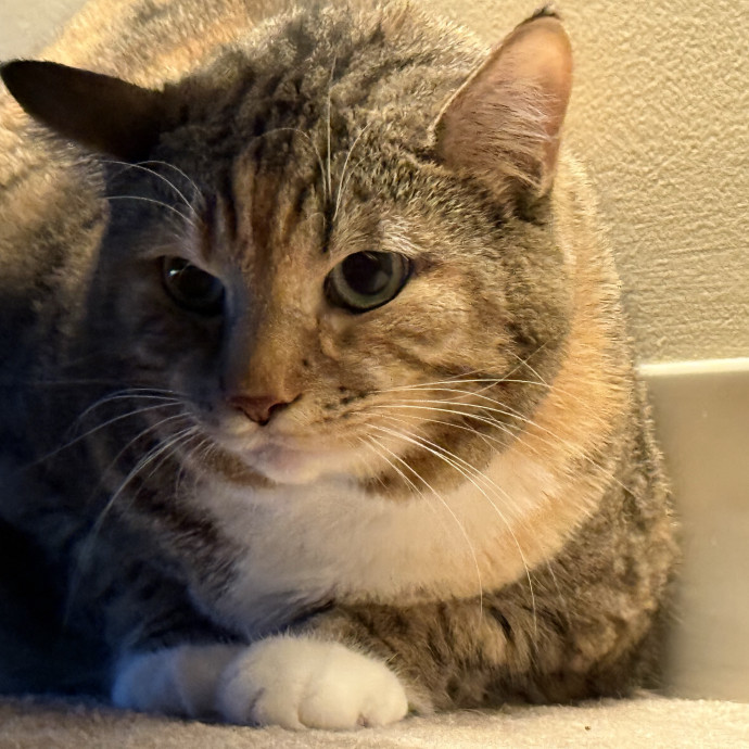 Fur-Real Cat Care