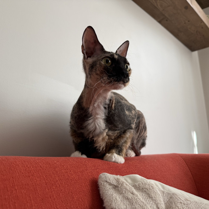 Fur-Real Cat Care