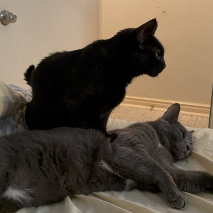 Fur-Real Cat Care