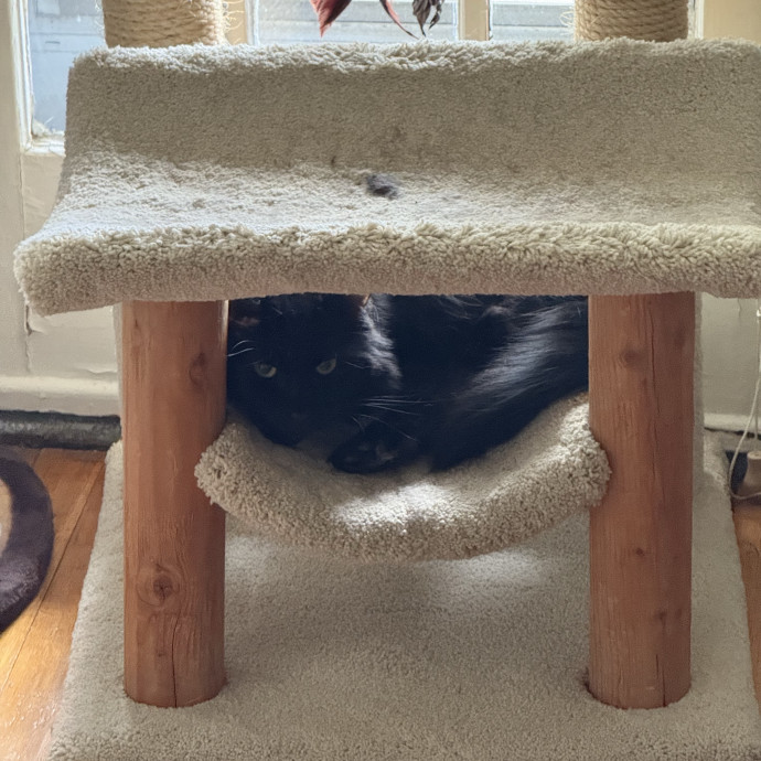 Fur-Real Cat Care