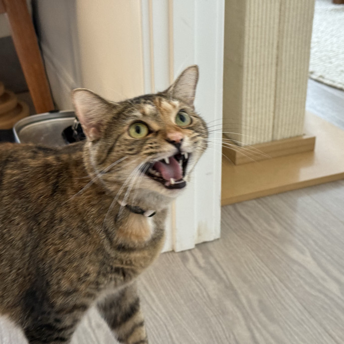 Fur-Real Cat Care