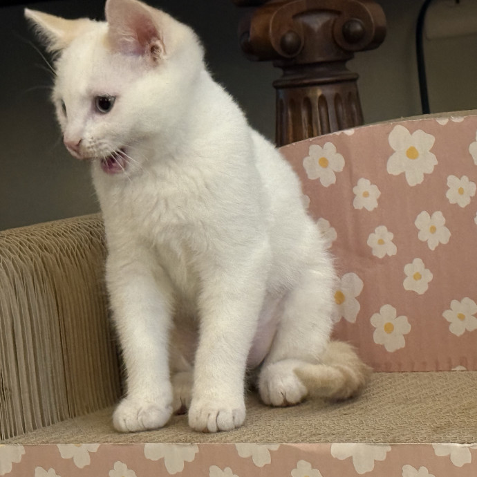 Fur-Real Cat Care