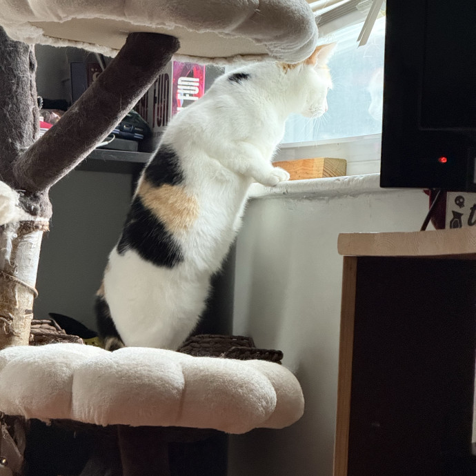 Fur-Real Cat Care