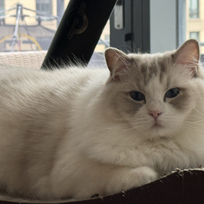Fur-Real Cat Care