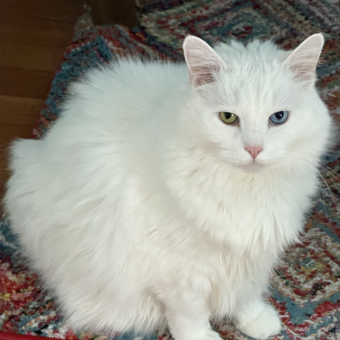 Fur-Real Cat Care