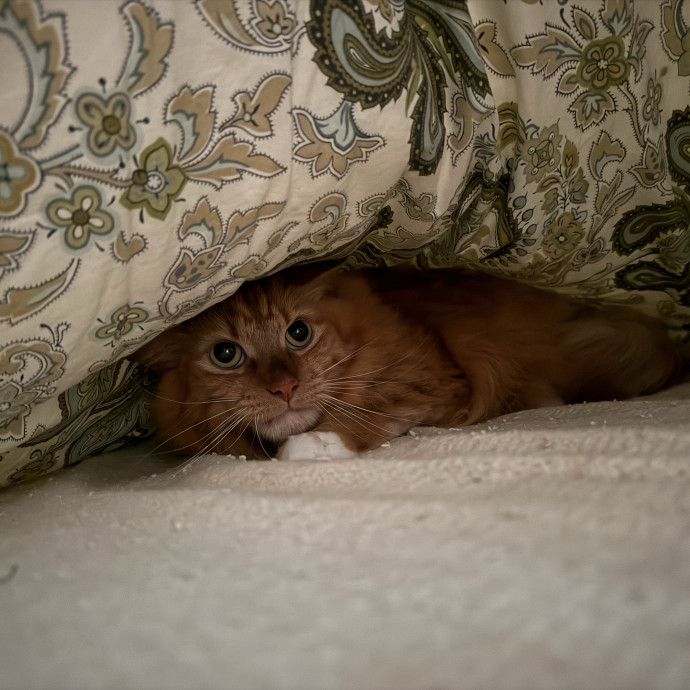 Fur-Real Cat Care