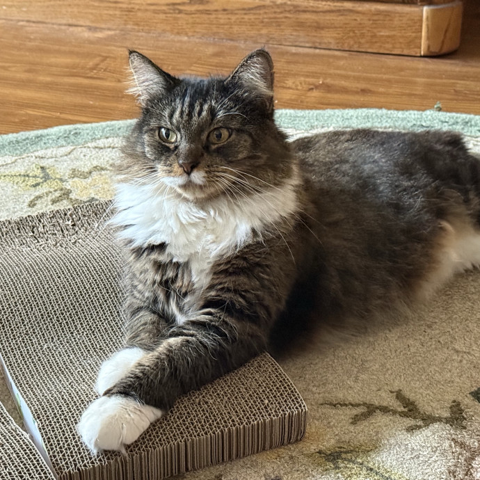 Fur-Real Cat Care